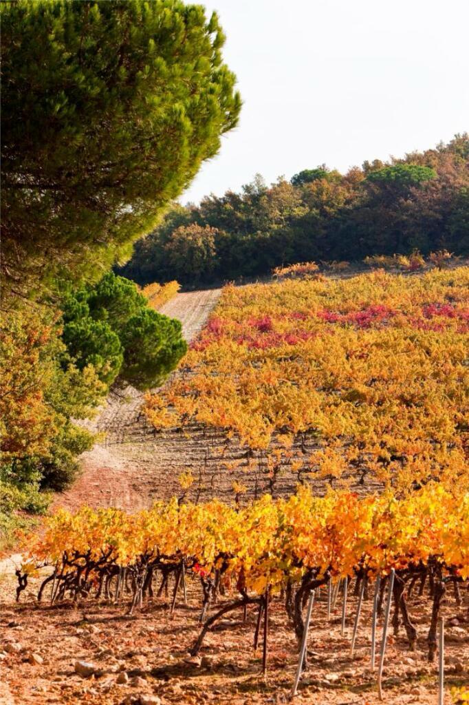 Terroir de Rochegude